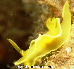 XXX-Rated Nudi - Taken at Anilao Philippines - Olympus E-... by Adrian Schokman 